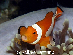 clownfish by Volker Katzung 